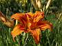 Hemerocallis fulva Flore Plena